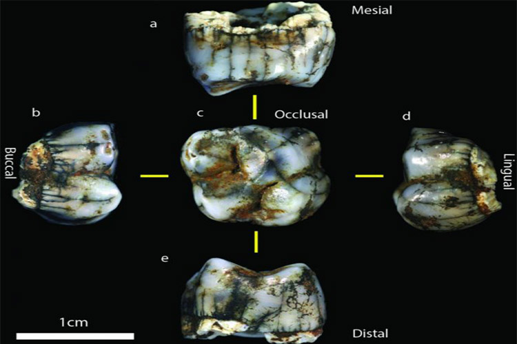 کشف دو فسیل انسانی مربوط به دو میلیون سال پیش در افریقای جنوبی