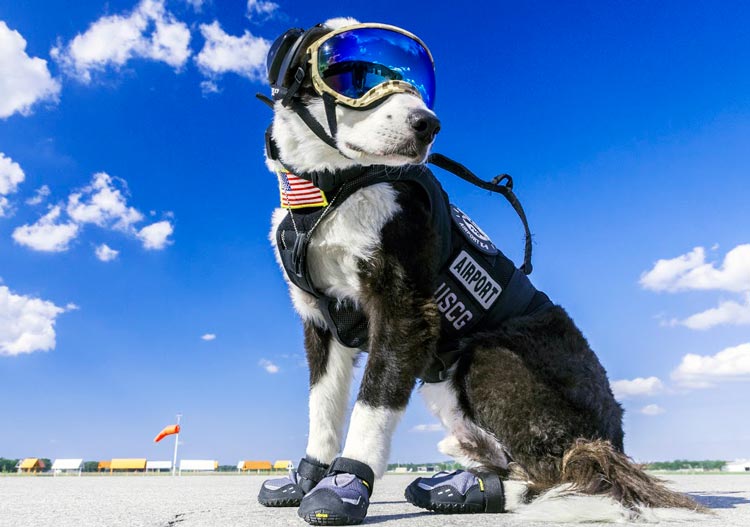 سگی به نام پایپر جذاب ترین کارمند فرودگاه در جهان